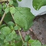 Trianthema portulacastrum Leaf