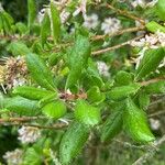 Escallonia illinita पत्ता