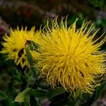 Centaurea macrocephala Flower