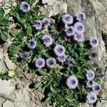 Globularia incanescens List