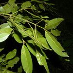 Calophyllum brasiliense Blatt