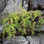 Sedum sarmentosum Leaf