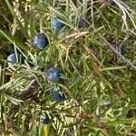 Juniperus communis Blad