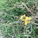 Verbascum blattariaFlower