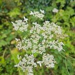 Heracleum sphondylium Квітка