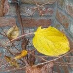 Actinidia arguta Feuille