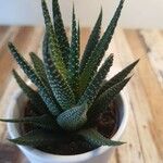 Haworthia attenuataLeaf