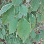 Philadelphus pubescens Blatt