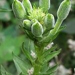 Oenothera biennis Flower