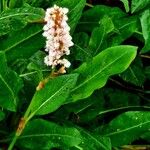 Bistorta affinis Flower