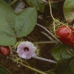 Passiflora ciliata Квітка