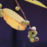Bridelia cathartica Fruto