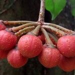 Marcgravia brownei Fruto