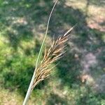 Sorghastrum nutans Leaf