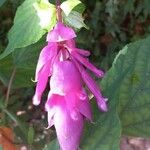 Salvia involucrata Λουλούδι