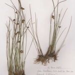 Juncus filiformis Συνήθη χαρακτηριστικά