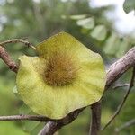 Pterocarpus angolensis Fruto