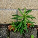 Artemisia dracunculus Habit