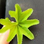 Alchemilla monticola Leaf