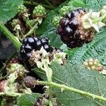 Rubus pruinosus Fruit