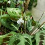Maranta leuconeura Flor