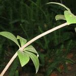 Pittosporum cornifolium