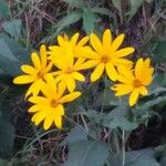 Helianthus tuberosusFlower