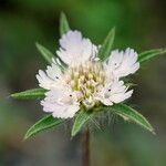 Lomelosia hispidula Flor