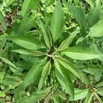 Eutrochium maculatum Hoja