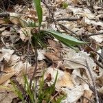 Uvularia sessilifolia Листок