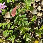 Erodium moschatum برگ