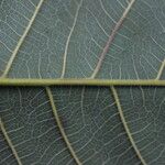 Milicia excelsa Leaf