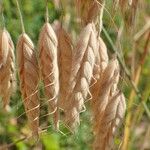 Bromus squarrosus 果實