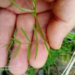 Vicia tetrasperma Leaf