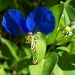 Commelina communis Цвят