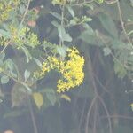 Senecio tamoides Flower