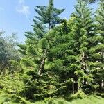 Araucaria heterophylla ശീലം