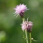 Serratula tinctoria Flors