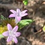 Richardia scabra Цветок