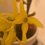 Forsythia suspensa Flower