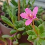 Anacampseros telephiastrum Flower