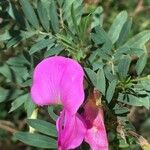 Tephrosia grandiflora Blüte