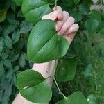 Smilax rotundifolia Leaf