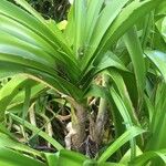 Crinum latifolium Feuille