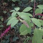 Phytolacca americanaഇല