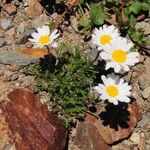 Leucanthemopsis alpina 花