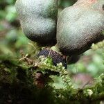 Uvariodendron molundense Fruit