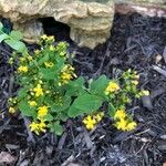 Hypericum punctatum Blüte