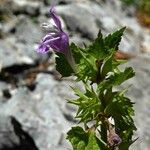 Lamium garganicum Costuma