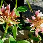 Trifolium thalii ফুল